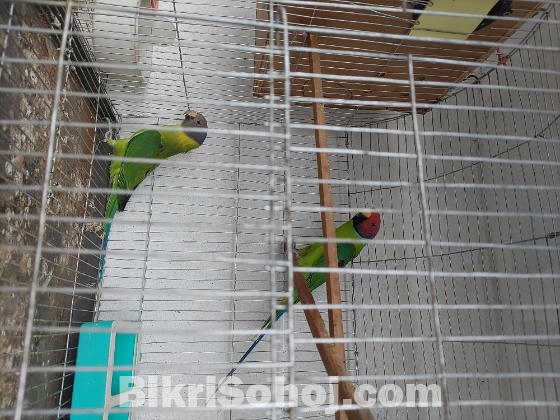 হীরা মন টিয়া পাখি
